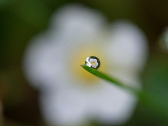 Macro water droplet on green leaf with blurred white flower background