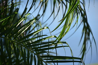 Sunlit Palm Fronds Against Clear Blue Sky
