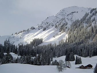 Snowy Mountain Landscape with Pine Forest and Chalet