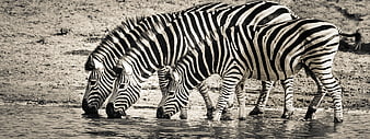 Three Zebras Drinking Water in Sepia Tone