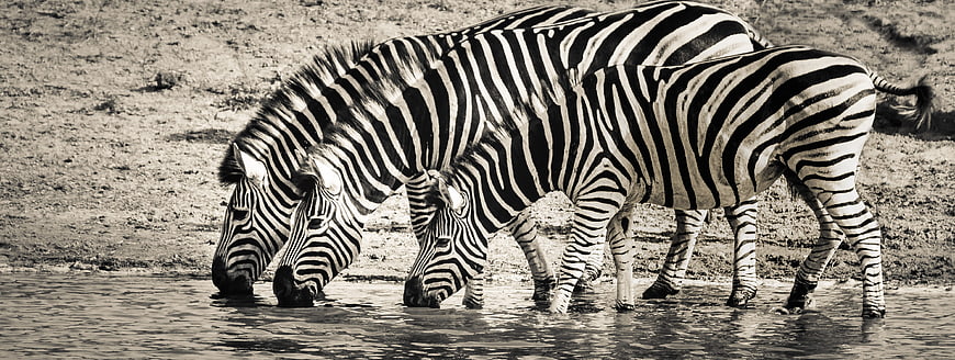 Three Zebras Drinking Water in Sepia Tone