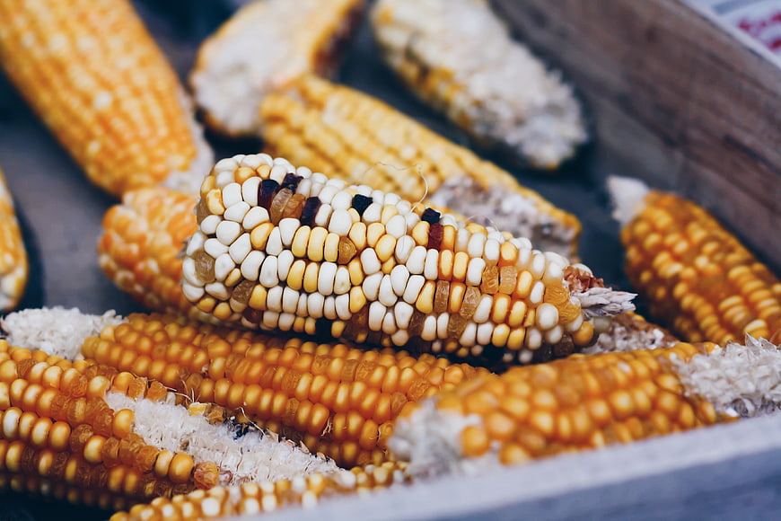 Close-up of colorful dried corn cobs in a wooden crate