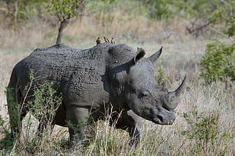 Wild Rhino With Oxpeckers In African Savanna Grassland