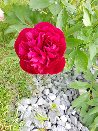 Vibrant Red Peony Flower in Garden with Green Leaves