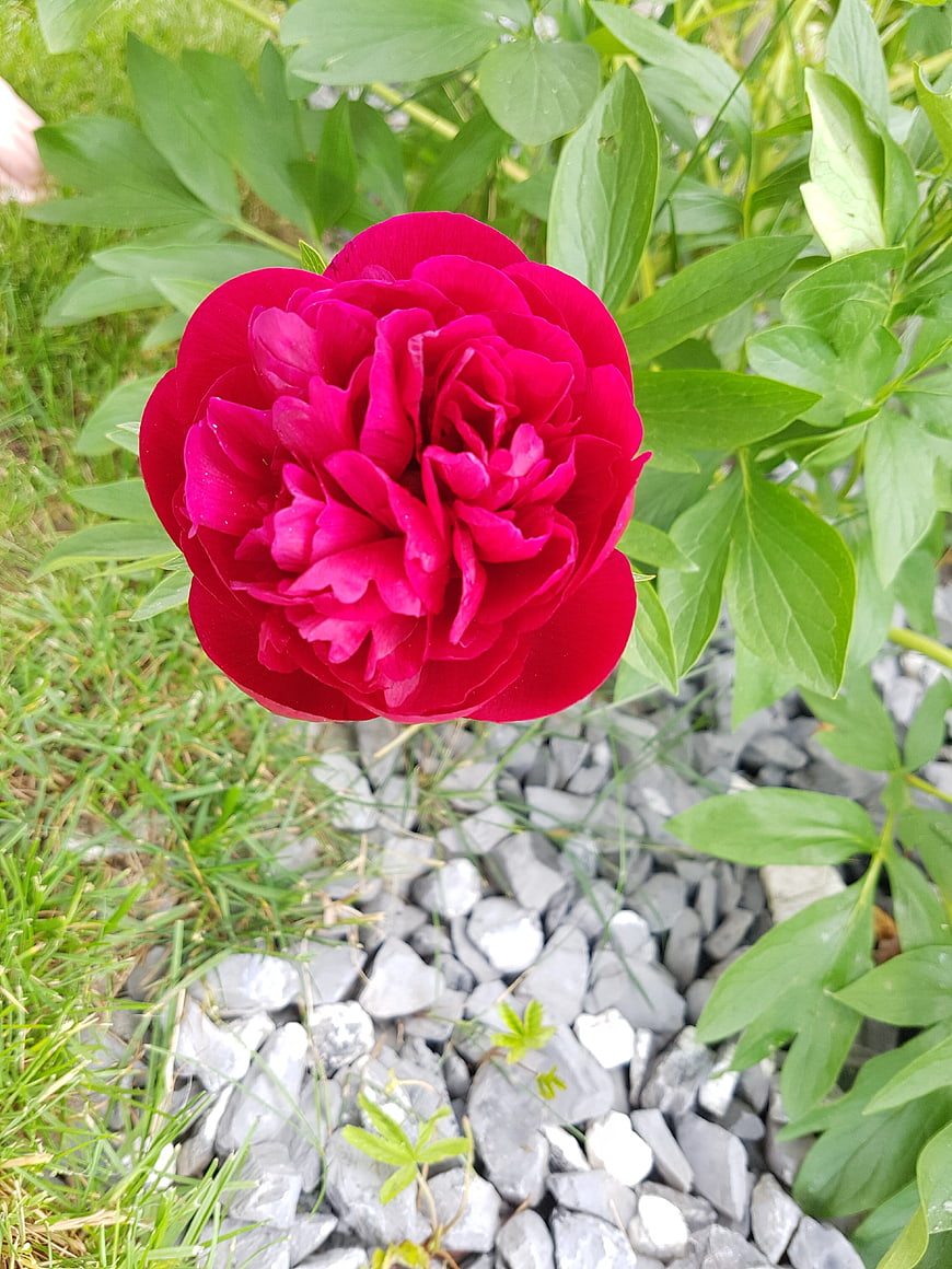 Vibrant Red Peony Flower in Garden with Green Leaves
