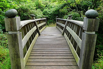 Weathered wooden footbridge leading into a lush green forest