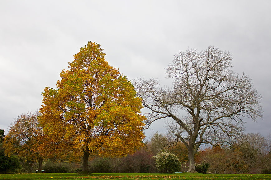 Autumn trees with yellow leaves and bare branches in park