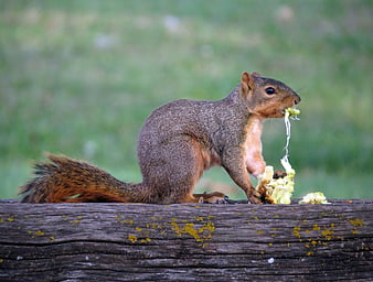 Fox squirrel eating lettuce on a wooden fence