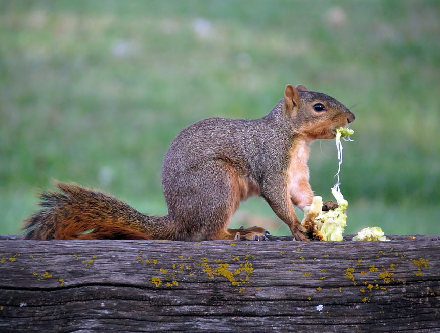 Fox squirrel eating lettuce on a wooden fence