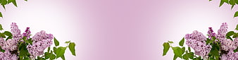 Pastel Pink Spring Banner With Lilac Flowers And Green Leaves