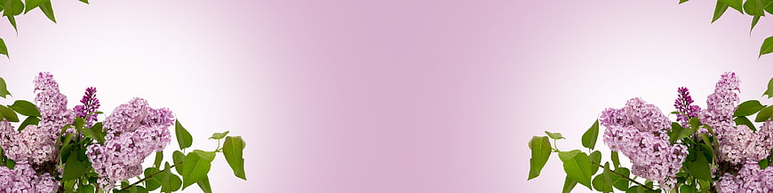 Pastel Pink Spring Banner With Lilac Flowers And Green Leaves