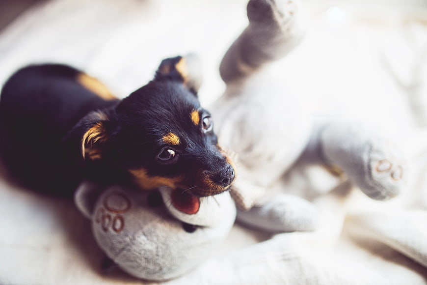 Adorable Miniature Pinscher Puppy Playing with Stuffed Toy
