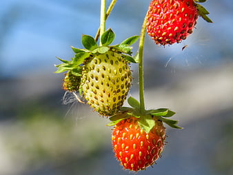 Close-up of ripening strawberries on a vine