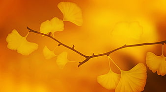Golden Ginkgo Leaves on Branch Against Warm Autumn Background