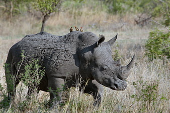 White Rhinoceros with Red-Billed Oxpeckers in African Savanna