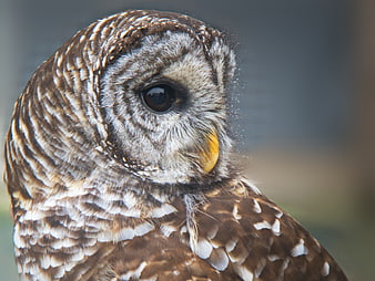 Close-up portrait of a barred owl with intense gaze
