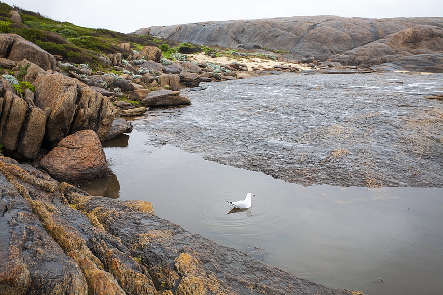 Lone Seagull in Rocky Coastal Tide Pool