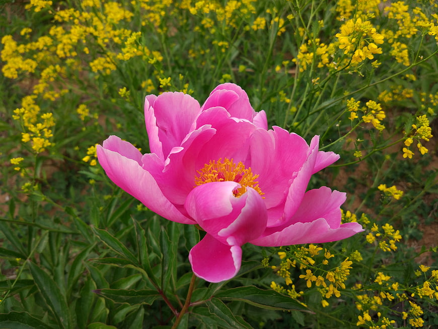 Vibrant Pink Peony Bloom in a Field of Yellow Flowers