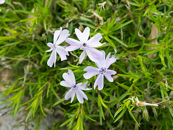 Close-up of delicate light purple phlox flowers in green foliage