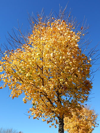 Golden Autumn Maple Tree Against Blue Sky