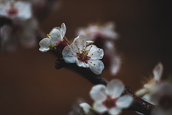 Close-up of delicate white cherry blossoms on a branch
