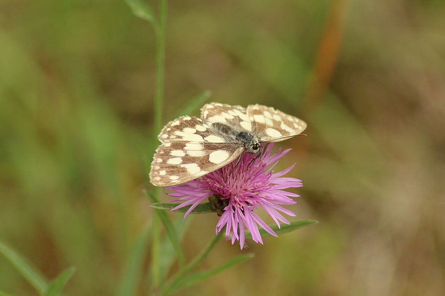 Checkered Skipper Butterfly on Purple Wildflower