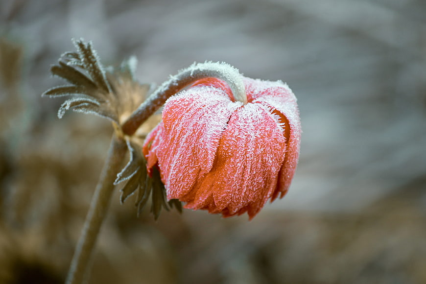 Frosted Pink Pasqueflower Bud Close Up Winter Nature Macro
