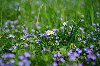 Wildflower Meadow With Purple Veronica And White Daisy In Green Grass