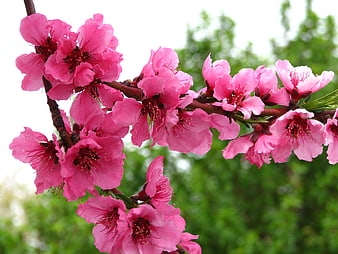 Vibrant pink peach blossoms on a branch in spring