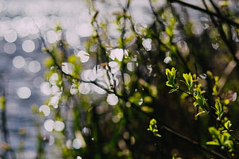 Fresh green leaves with sparkling water bokeh background