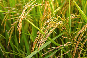 Close-up of golden rice ears in a green field