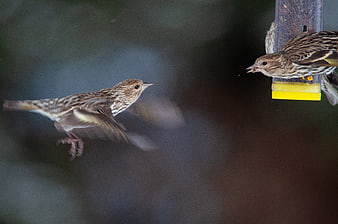 Two small brown birds at a backyard feeder