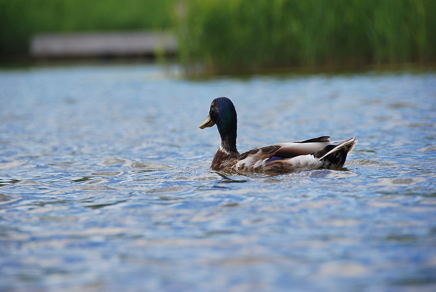 Male Mallard Duck Swimming in Blue Water