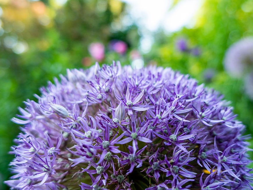Close-Up Purple Allium Flower in Garden