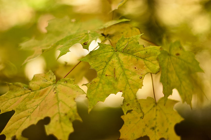 Close-up of yellowing maple leaves in autumn sunlight