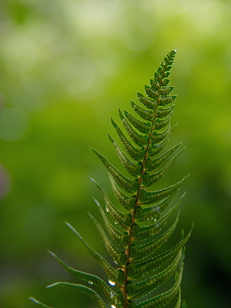 Close-up of green fern frond with water droplets