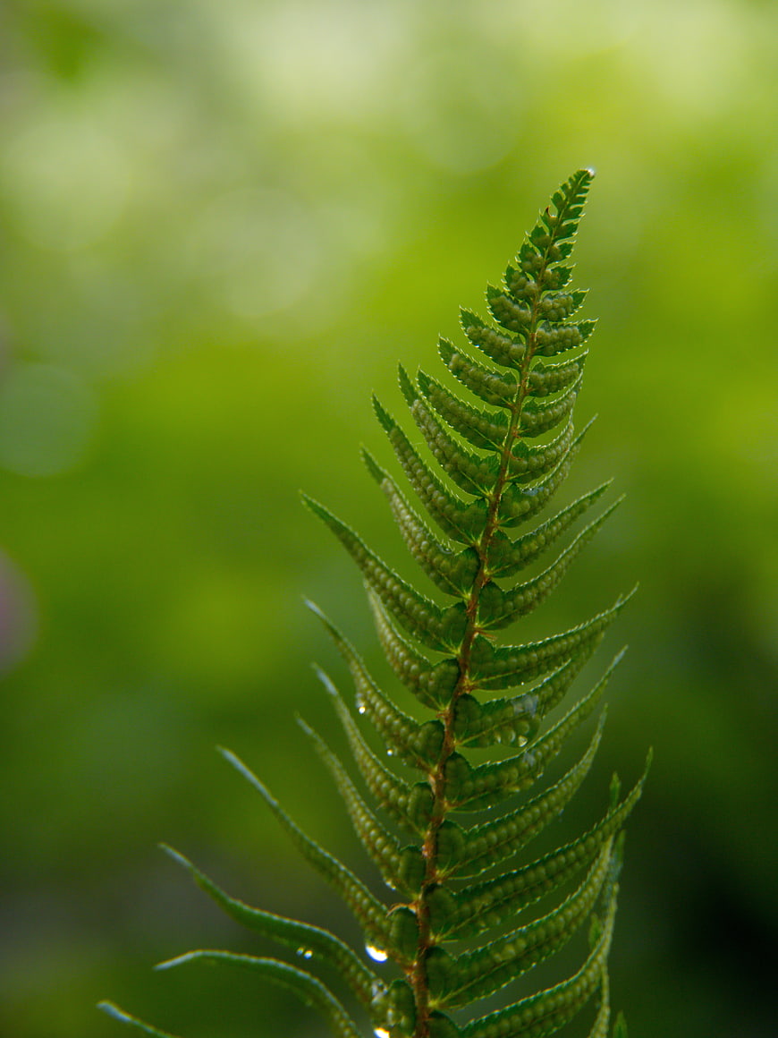 Close-up of green fern frond with water droplets