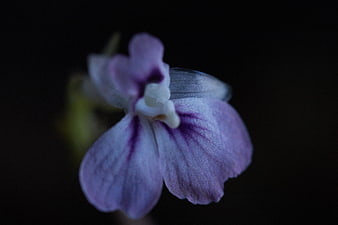 Close-up of a delicate purple flower on a dark background