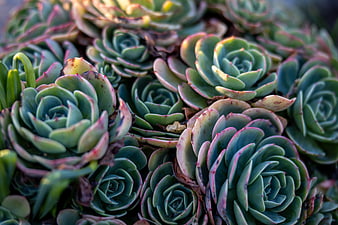 Close-up of green and pink Echeveria succulents in sunlight