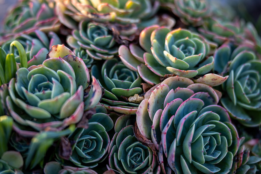 Close-up of green and pink Echeveria succulents in sunlight