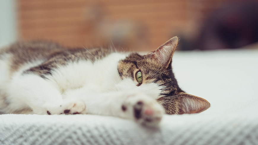 Relaxed Tabby and White Cat Lying on Bed