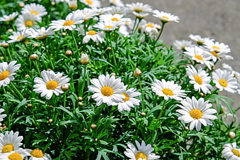 Vibrant White Daisies in Full Bloom with Green Leaves