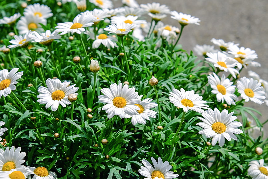 Vibrant White Daisies in Full Bloom with Green Leaves