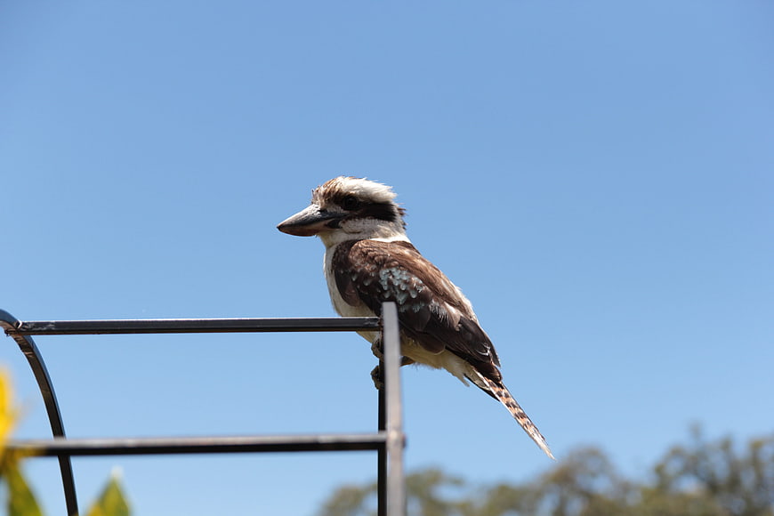 Laughing Kookaburra Perched on Metal Rail Against Blue Sky