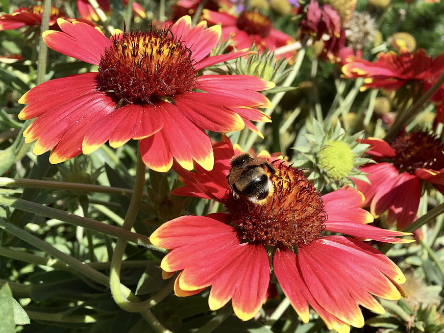 Bumblebee Pollinating Red and Yellow Gaillardia Flower