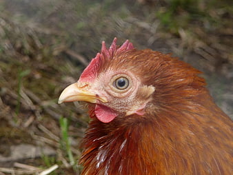 Close-up portrait of a brown hen with red comb