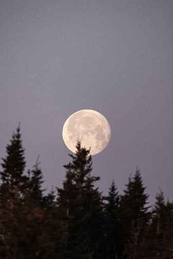 Full Moon Rising Over Silhouetted Pine Trees at Dusk