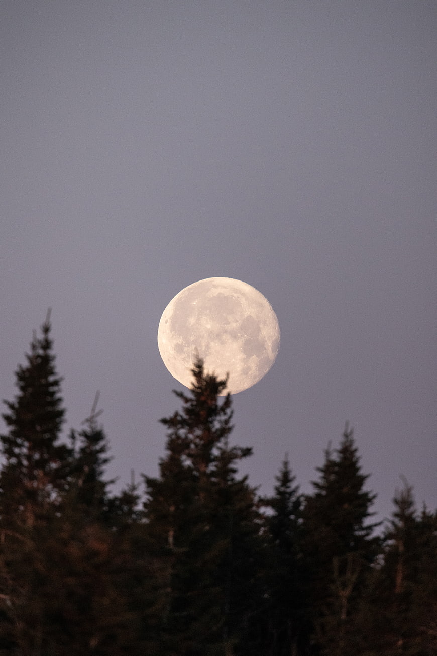 Full Moon Rising Over Silhouetted Pine Trees at Dusk