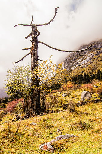 Dead tree in autumn mountain landscape with fog