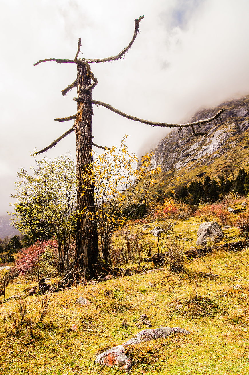 Dead tree in autumn mountain landscape with fog